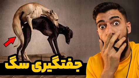 جفتگیری حیوانات|آموزش جفتگیری سگ نکات مهم در جفتگیری سگ ها